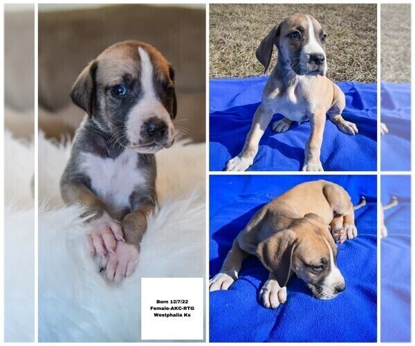 Medium Photo #5 Great Dane Puppy For Sale in WESTPHALIA, KS, USA