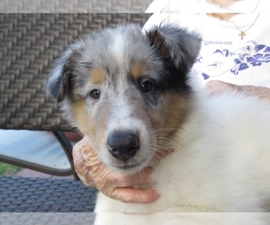 Collie Puppy for Sale in PALM BAY, Florida USA
