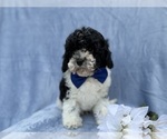 Small #7 Cavapoo (Miniature)
