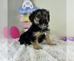 Small YorkiePoo