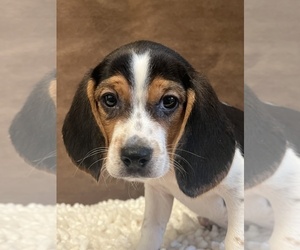 Beagle Puppy for sale in MARTINSVILLE, IN, USA