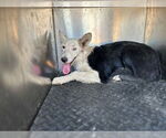 Small Border Collie