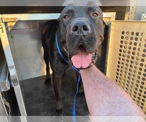 Presa Canario-Unknown Mix Dogs for adoption in Grand Prairie, TX, USA