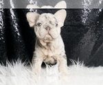Puppy 6 French Bulldog