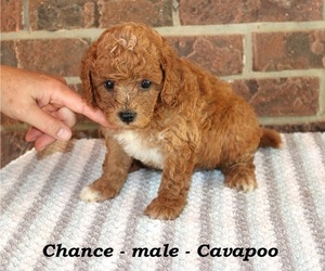 Cavapoo Puppy for sale in CLARKRANGE, TN, USA