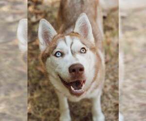 Siberian Husky Dogs for adoption in Carrollton, TX, USA