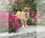 Small #8 Shiba Inu