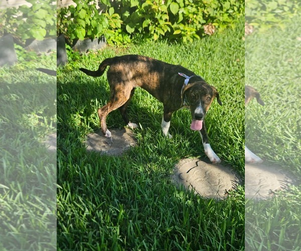 Medium Photo #8 Mutt Puppy For Sale in Wakefield, RI, USA