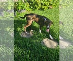 Small #7 Mutt