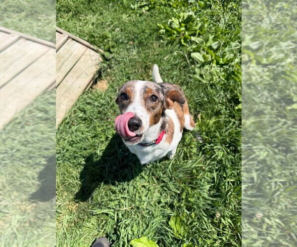 Medium Photo #4 Mutt Puppy For Sale in Pierceton , IN, USA