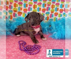 Dachshund Puppy for sale in WINNSBORO, LA, USA