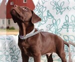Small Photo #4 Labrador Retriever Puppy For Sale in CHARLOTT HALL, MD, USA