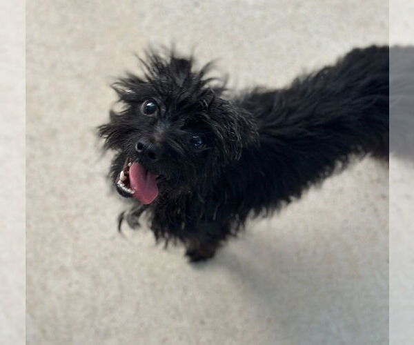 Medium Photo #3 Mutt Puppy For Sale in Oak Bluffs, MA, USA