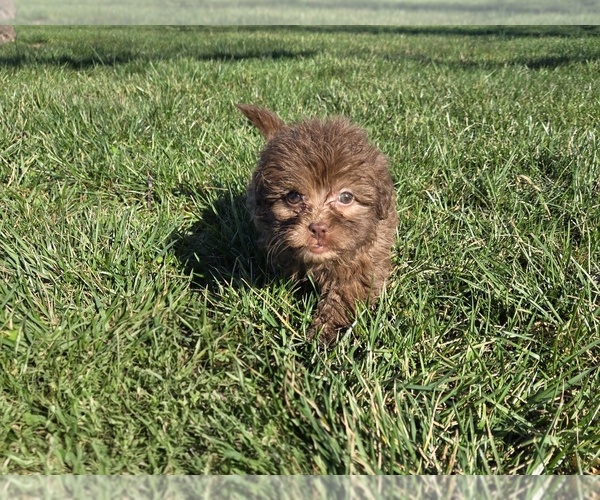 Medium Photo #9 ShihPoo Puppy For Sale in CARLYLE, IL, USA