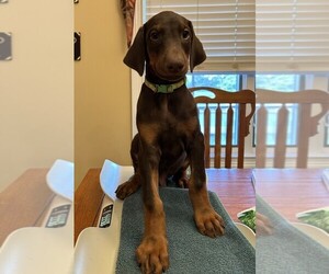 Doberman Pinscher Puppy for sale in PECK, KS, USA