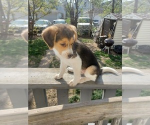 Border-Aussie Puppy for Sale in MILWAUKEE, Wisconsin USA