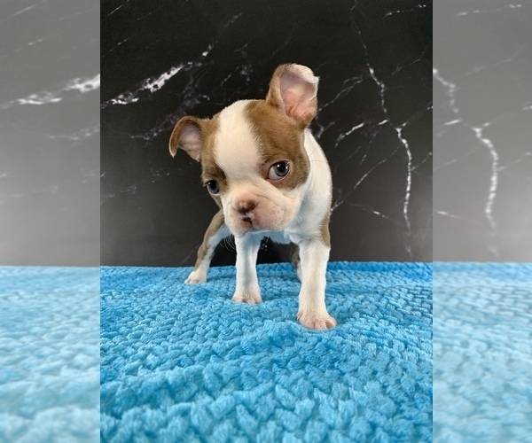 Medium Photo #1 Boston Terrier Puppy For Sale in TULARE, CA, USA
