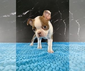 Medium Boston Terrier