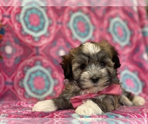 Havanese Puppy for sale in LANCASTER, PA, USA