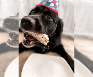 Courtesy: Mauer - Female Borador Dog for Adoption - Photo #3