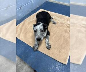 Mutt Dogs for adoption in Woodland, CA, USA
