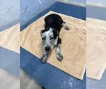 *TIGGER - Male Mutt Dog for Adoption - Small photo