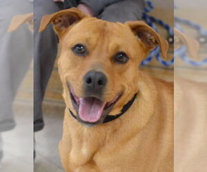 Labrador Retriever-Unknown Mix Dogs for adoption in Enfield, CT, USA