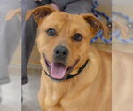 Small Labrador Retriever Mix