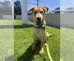 Small #1 Labrador Retriever Mix