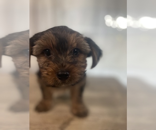 Medium Photo #1 Yorkshire Terrier Puppy For Sale in MERCED, CA, USA