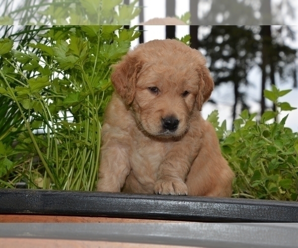 Medium Photo #3 Golden Retriever Puppy For Sale in POULSBO, WA, USA