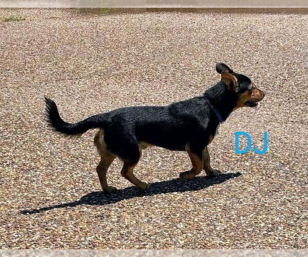 Medium Photo #6 Dorgi Puppy For Sale in Denver , CO, USA