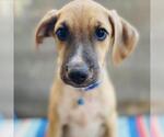 Small #1 Colonial Cocker Spaniel Mix