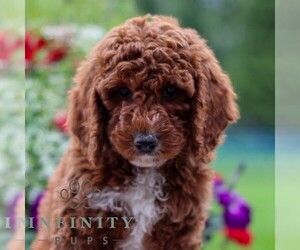 Goldendoodle (Miniature) Puppy for sale in LITITZ, PA, USA