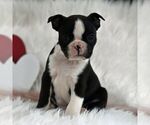 Small Photo #1 Boston Terrier Puppy For Sale in RICHFIELD, PA, USA