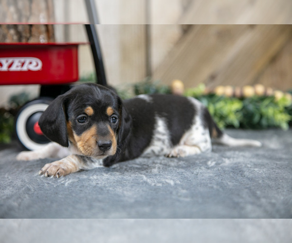 Medium Photo #1 Dachshund Puppy For Sale in GREENWICH, OH, USA