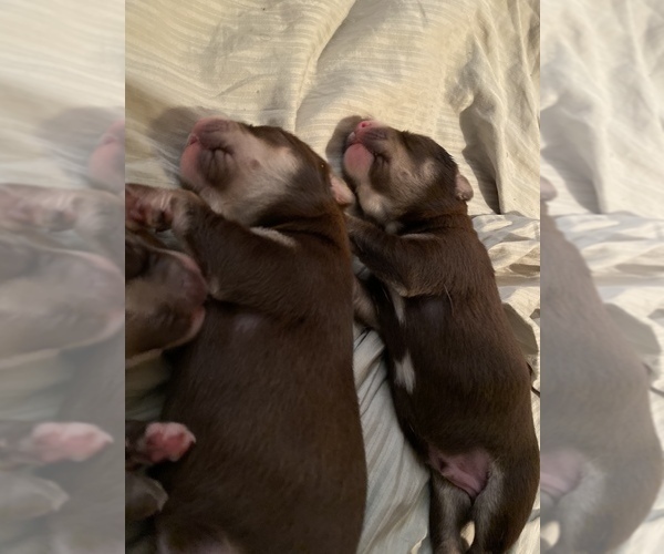 Medium Photo #13 Labrador Retriever-Siberian Husky Mix Puppy For Sale in MEM, TN, USA
