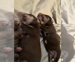 Small Photo #13 Labrador Retriever-Siberian Husky Mix Puppy For Sale in MEM, TN, USA