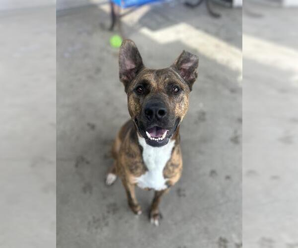 Medium Photo #1 Mutt Puppy For Sale in Chula Vista, CA, USA