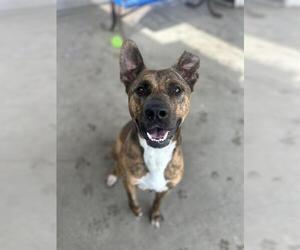 Mutt Dogs for adoption in Chula Vista, CA, USA