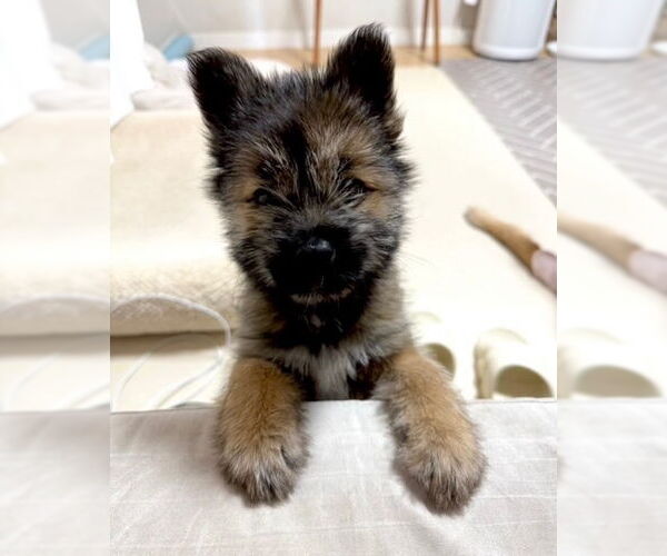 Medium Photo #3 Brussels Griffon-Unknown Mix Puppy For Sale in Agoura Hills, CA, USA