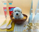 Puppy 4 Golden Retriever-Samoyed Mix