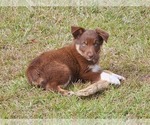 Small Photo #8 Australian Shepherd Puppy For Sale in MARIANNA, FL, USA