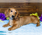 Small #2 Dachshund
