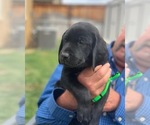 Small Photo #13 Labrador Retriever Puppy For Sale in TRACY, CA, USA