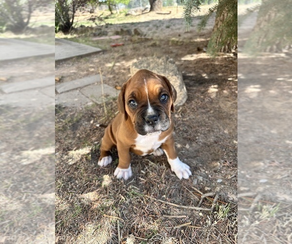 Medium Photo #9 Boxer Puppy For Sale in ESPANOLA, NM, USA