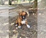 Small Photo #30 Boxer Puppy For Sale in ESPANOLA, NM, USA