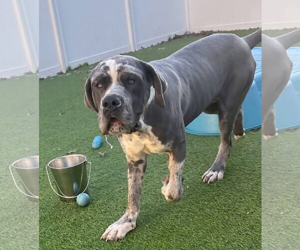 Medium Photo #1 Daniff Puppy For Sale in Alexander, AR, USA