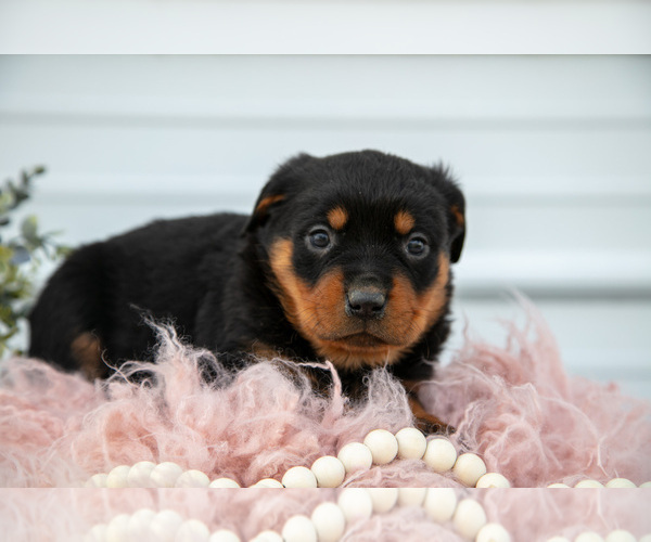 Medium Photo #3 Rottweiler Puppy For Sale in BRYANT, IN, USA