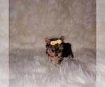 Small Photo #10 Yorkshire Terrier Puppy For Sale in OAK PARK, IL, USA